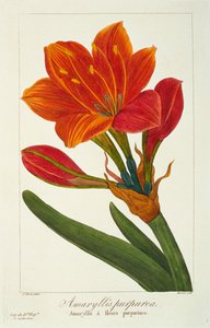 Amaryllis purpurea，1836（手工雕刻）